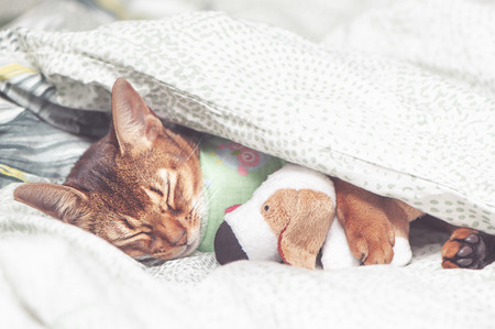 Abyssinian Cat in bedclothes sick, sleeping embracing a toy under a blanketの写真素材