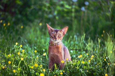Abyssinian cat collar, close-up portrait, walks along the lawn with flowersの写真素材
