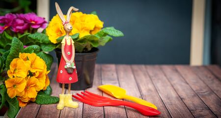 Concept Spring planting on the balcony, in the house, harmony and beauty. Flowers Primula red and yellow and garden tools, space for textの写真素材