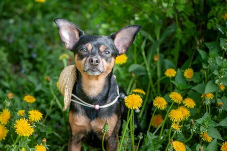 Cute puppy, dog in spring yellow colors on a flowered meadow, portrait of a dog. Spring summer themeの写真素材