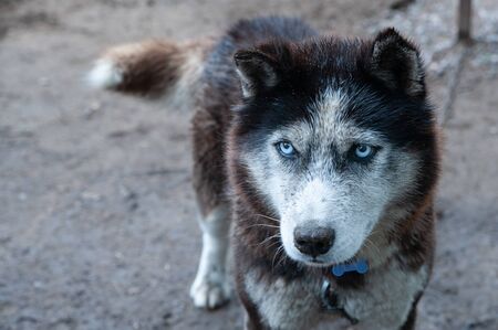 Dog breed Husky with  blue eyes,  looking at the camera, space for text