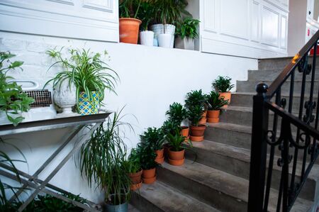 Potted plants on the stairs, stylish decorの写真素材
