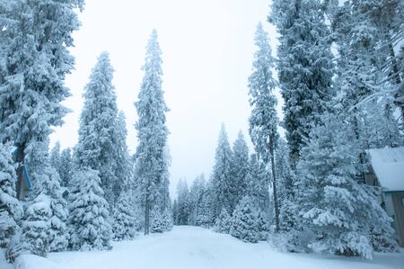 Beautiful winter forest and snow-covered house. Firs and pines in the snow, landscape