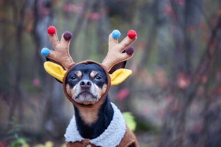 Dogs in deer costume, Autumn mood, fantastic deer dogの写真素材