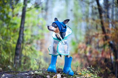 Puppy, a dog in a hat and rubber boots is standing on the background of the autumn forest., autumn mood, space for textの写真素材