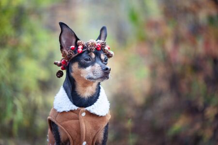 Cute dog in a sheepskin coat and a wreath of cones and berries, autumn mood, space for textの写真素材