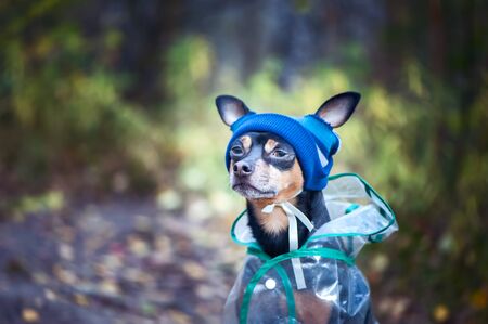 Portrait of a creative dog in a hat and a raincoat. Theme of autumn and rainy weather,  space for textの写真素材