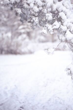 Winter background, with space for text. Vignette of pine branch in snow and blurry backgroundの写真素材