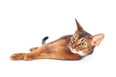 Beautiful abyssinian cat portrait isolated on white, cat lies stretched outの写真素材