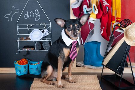 Cute dog in dressing room trying on clothes.  Animal clothing, dog wardrobe conceptの写真素材