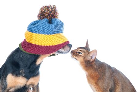 Blind date concept. Funny photo of a cat and a dog sniffing each other, isolated on white.の写真素材