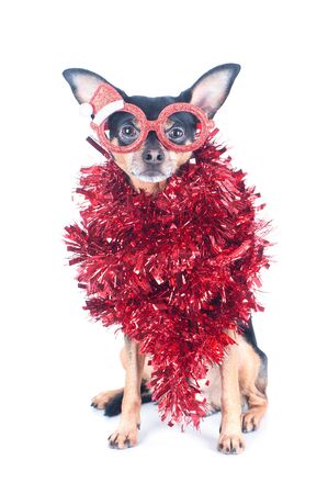 Dog with funny red glasses and tinsel isolated on white, Christmas theme, New Yearの写真素材
