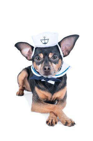 Cute puppy in a sailor suit, yungi isolated. Portrait of a dog in a nautical styleの写真素材
