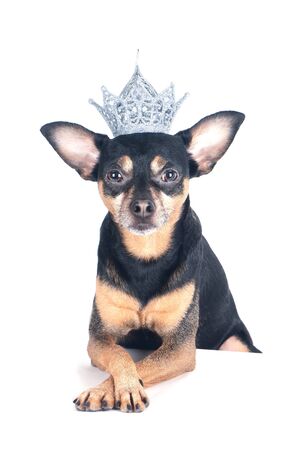 Dog in the crown is isolated on white, lord  or prince, dog power themeの写真素材