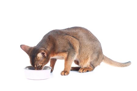 Cat eats out of a bowl isolated on whiteの写真素材