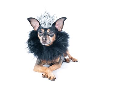 Dog in the crown and a boa, a  king, the prince , Isolated on a white portrait of a stylish dog, space for textの写真素材