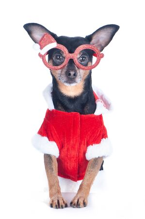 Dog in Santa's New Year's suit isolated on white, Christmas theme, New Yearの写真素材