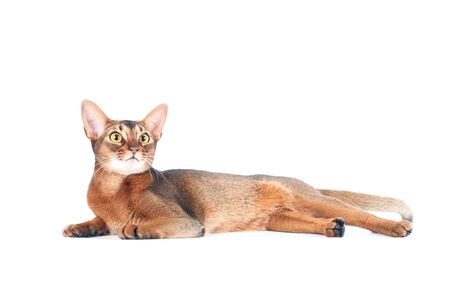 Beautiful abyssinian cat portrait isolated on white, cat lies stretched outの写真素材