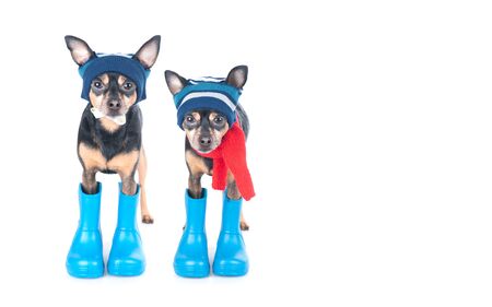 Two funny dogs in rubber boots and hats isolated on white, the concept of clothing for dogs, autumn and rainy weatherの写真素材