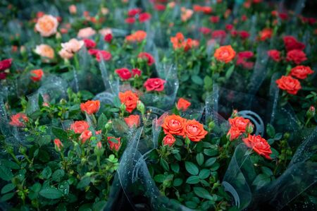 Red roses in flower shop packagesの写真素材