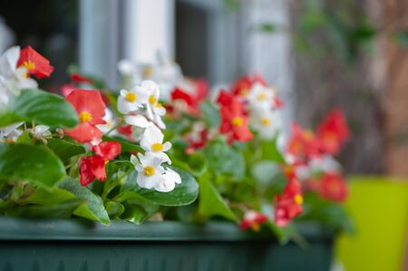 Red and white flowers of begonias in a flower box close-up, theme of planting on the balcony, terraceの写真素材