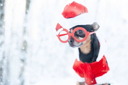 Cute Dog in Santa's New Year's suit in the winter forest, Christmas theme, New Year, space for textの写真素材