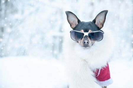 Dog  in luxury clothes, white fur and glasses in the winter forest. Active way of life, sport. Portrait of a dog in winter. Fashionable winter clothes on a dog, space for text の写真素材