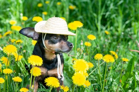 Cute puppy, dog in a straw hat surrounded by spring yellow colors on a flowered meadow, portrait of a dog. Spring summer themeの写真素材