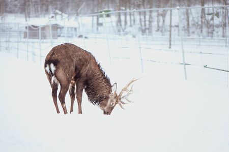 Noble Sika deer,  Cervus nippon, spotted deer ,  walking in the snow on a white background の写真素材