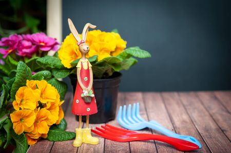 Concept Spring planting on the balcony, in the house, harmony and beauty. Flowers Primula red and yellow and garden tools, space for textの写真素材
