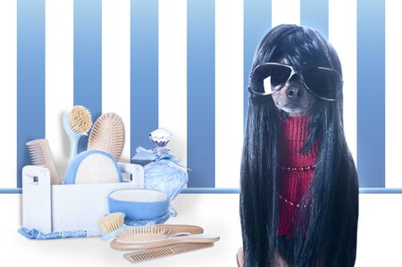 Dog fashionista, a diva in a hairdressing salon for dogs. The theme of grooming, dog care. Stylish dog with hairstyleの写真素材
