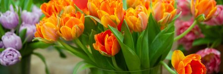 Fresh spring  colorful  tulip flowers banner. Lot of multicolored tulips bouquets.  Hello Spring and  Woman day conceptsの写真素材