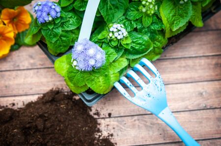 Concept Spring planting , harmony and beauty. Blue Flowers and garden toolsの写真素材