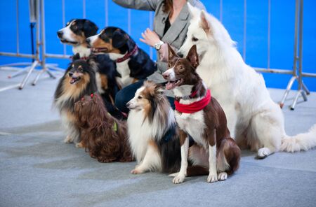 Cute dogs of different breeds at the exhibition, sitting in a group and listening to commandsの写真素材