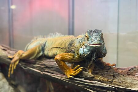 Beautiful yellow iguana sits on a branch and looks at the camera, macro portrait of a reptile