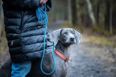 Portrait of a beautiful dog blue Weimaraner breed with a girl owner in natureの写真素材