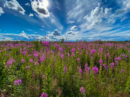 Large, beautiful field of willow-herb-on flowers a background of blue sky and cloudsの写真素材