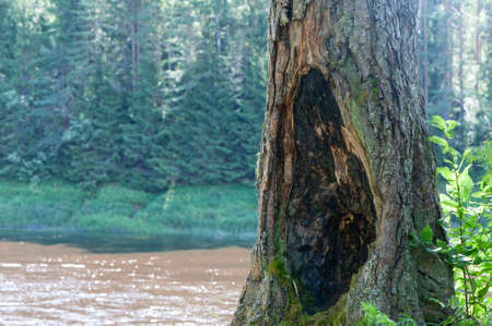 Huge hollow in a tree standing on the beach of the river