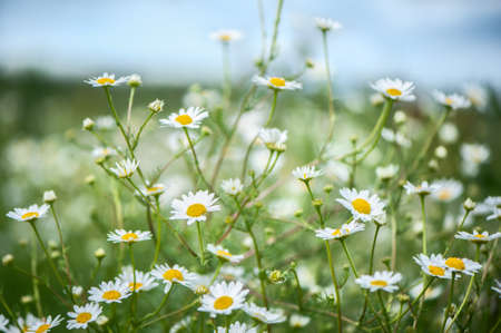 Daisies in the field, spring and summer theme, beautiful landscape