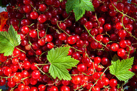 Red, juicy red currant berries pattern, harvest theme