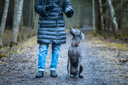 Girl owner training beautiful dog blue Weimaraner breed outdoors, dog listens to the command and looks at the ownerの写真素材