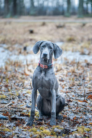 Portrait of a beautiful full-length blue Weimaraner breed dog in nature, looking at the cameraの写真素材