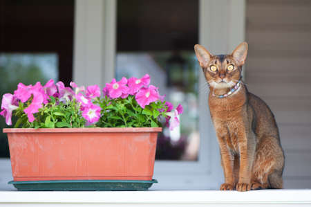 Abyssinian cat in collar, sitting on a terrace with flowers. High quality advertising stock photo. Pets walking in the summerの写真素材