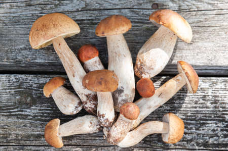 Chic porcini and boletus mushrooms on the table on a natural green background, flat lay, view from...