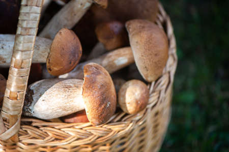 Basket with chic porcini mushrooms clous up, on a natural forest background, space for textの写真素材