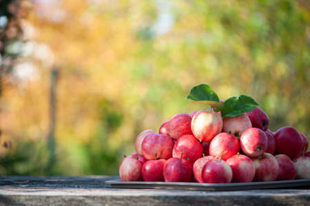 Juicy red apples on the table on a beautiful natural garden background. Apple harvest theme, space...