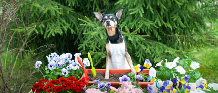 Dog in an apron, surrounded by flowers and garden tools, an image of a gardener, a grower. The concept of spring plantingの写真素材