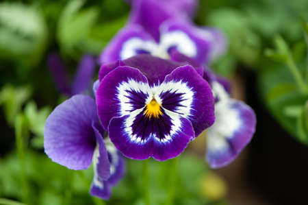 Close up of lilac pansy flowers or pansies blooming in the garden