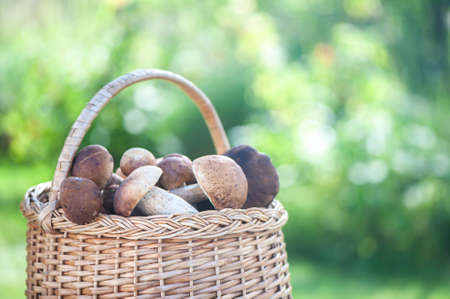 Basket with chic porcini mushrooms on a natural forest background, space for textの写真素材
