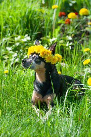 Ð¡ute happy puppy, dog in a wreath of flowers yellow dandelions on a natural background, a portrait of a dog. Spring summerの写真素材